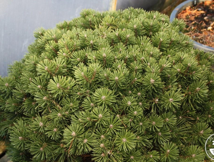 Сосна Горная Пумилио