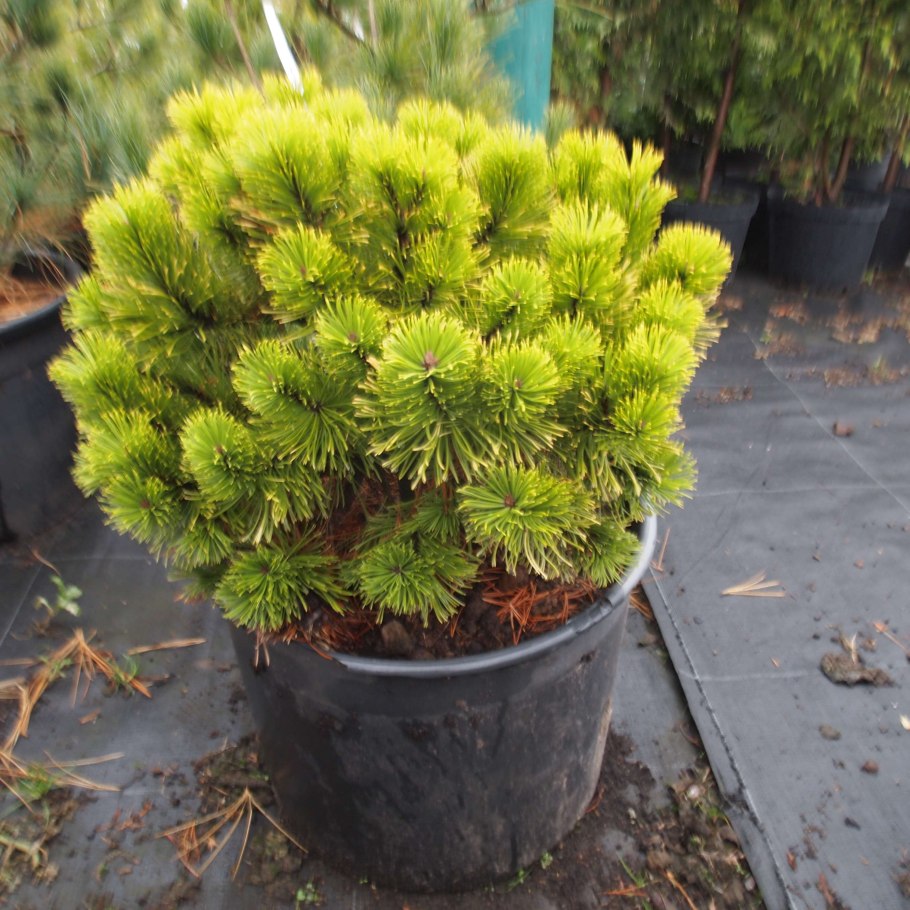 Pinus Sylvestris Pelczar