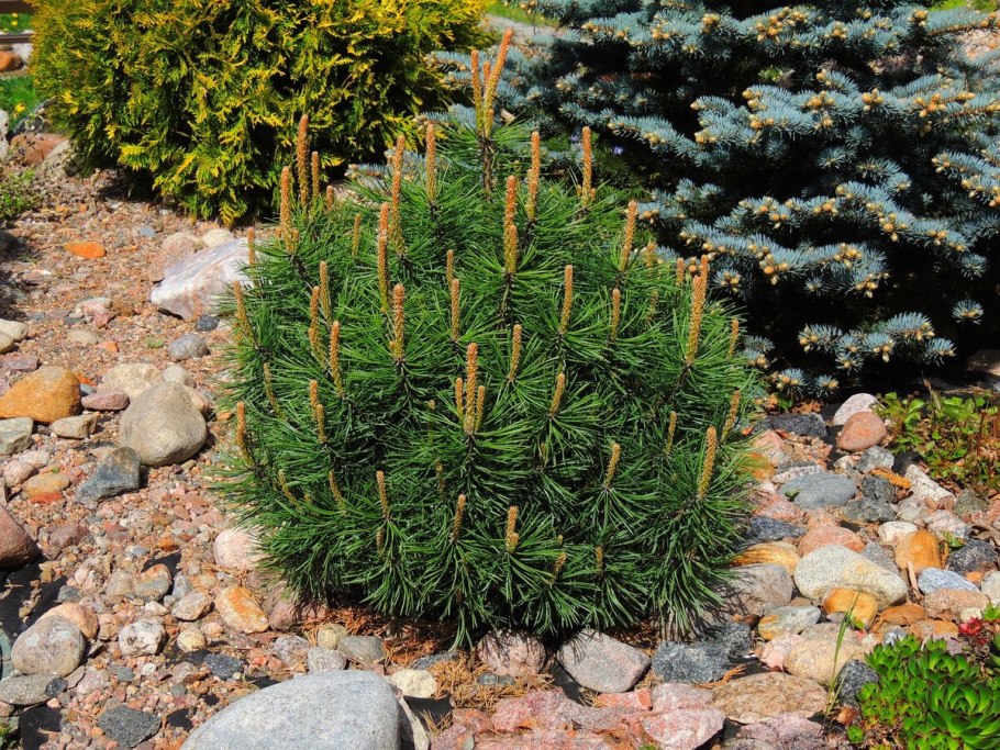 Сосна Горная Мопс (Pinus mugo Mops)