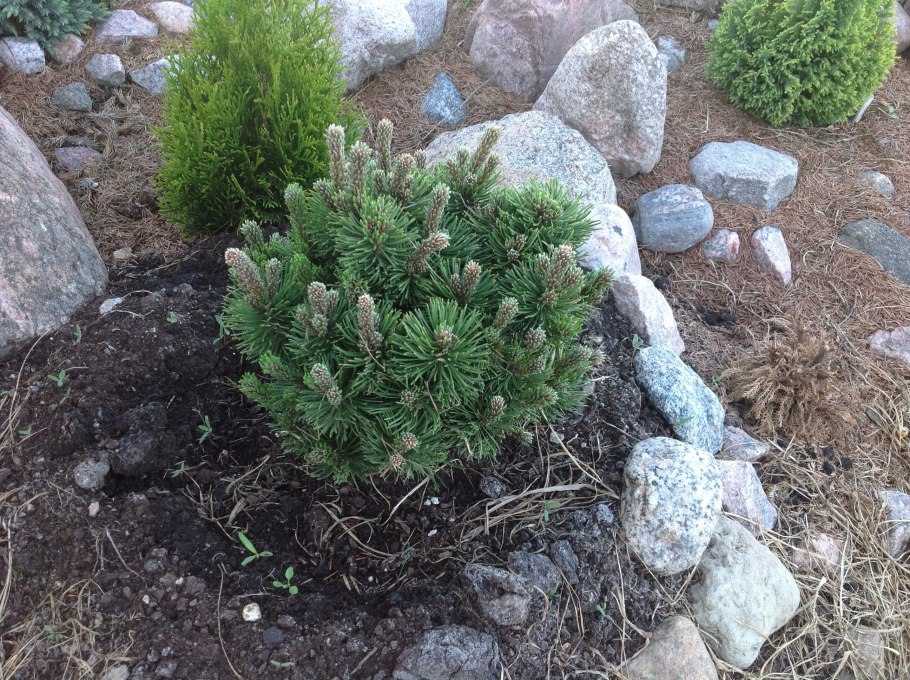 Pinus nigra Oregon Green
