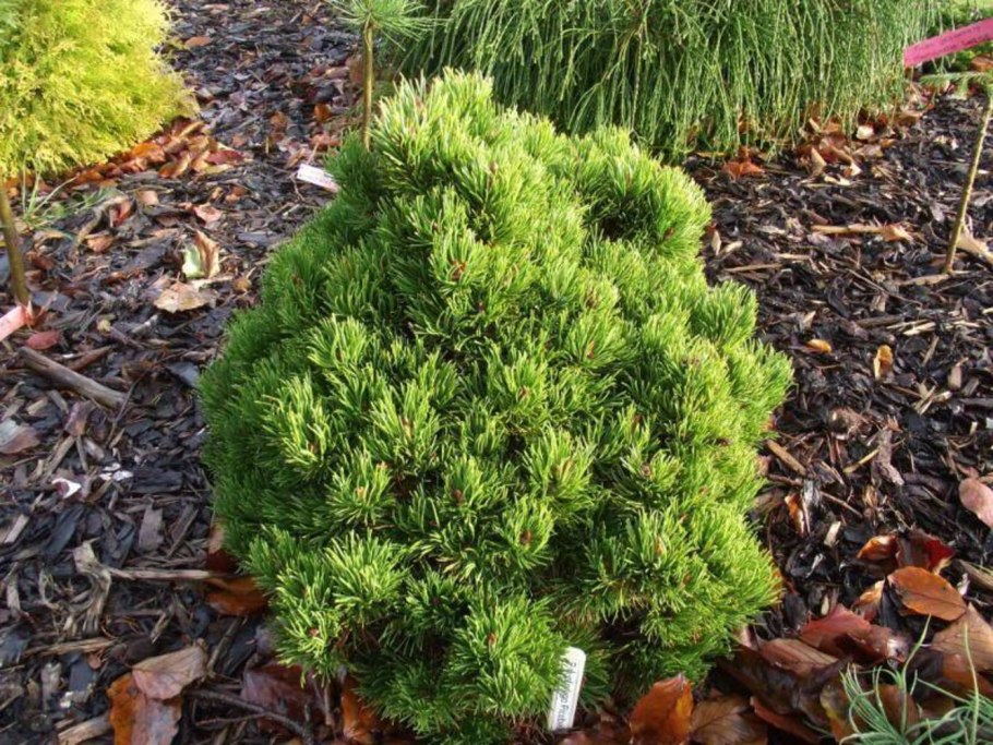 Pinus mugo Picobello
