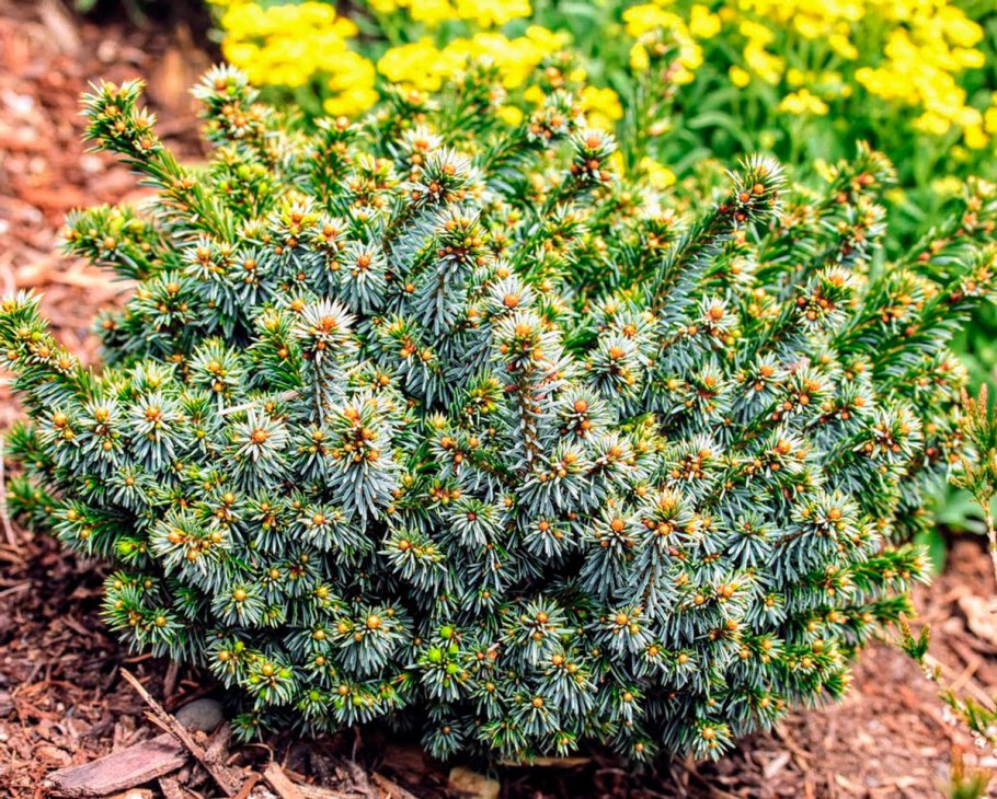 Сосна белокорая компакт джем