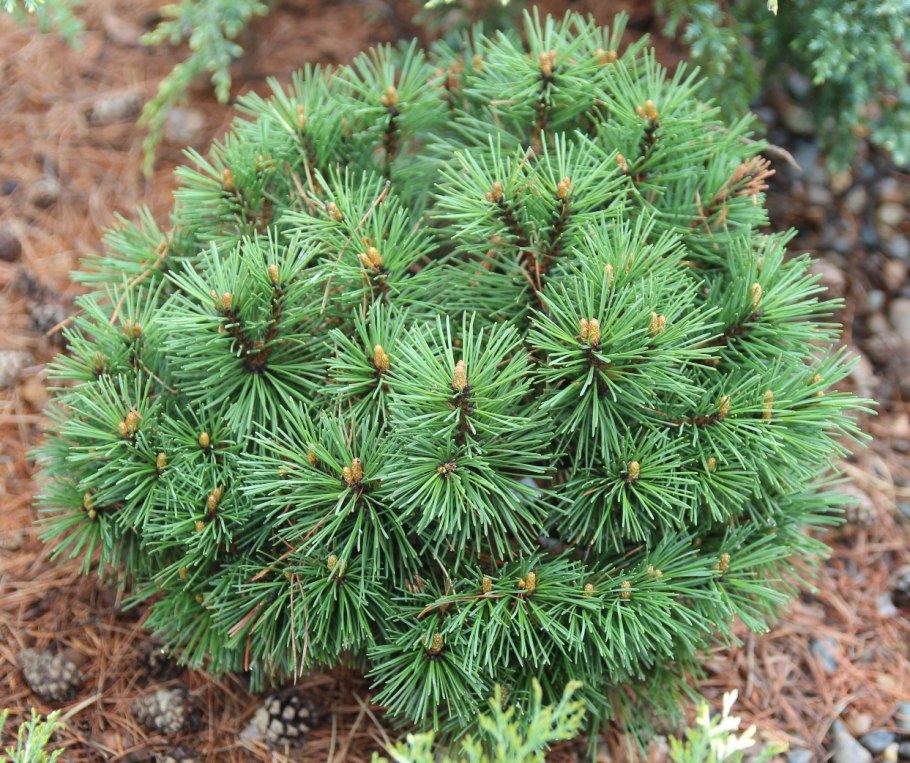 Pinus mugo 'Rozsutec'