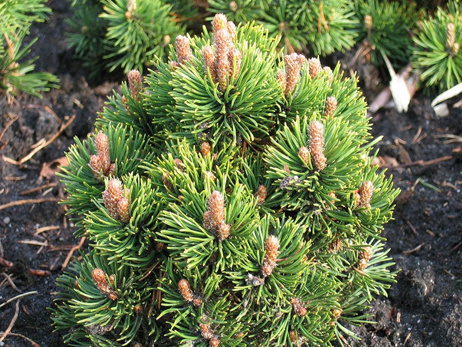 Pinus mugo Saturn