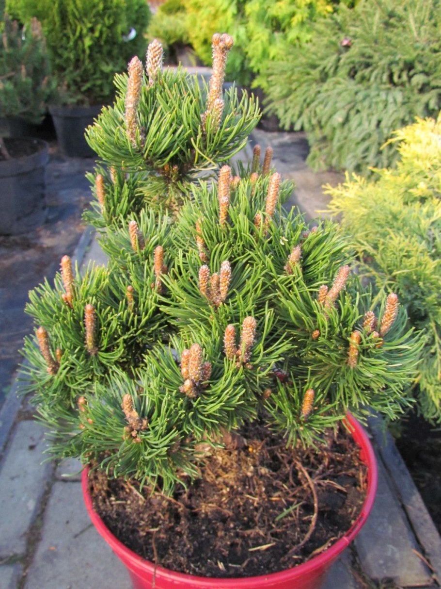 Pinus mugo шишка