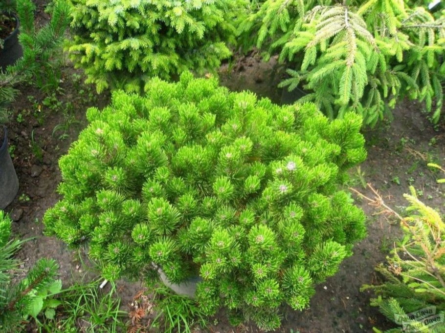 Сосна Горная Муго