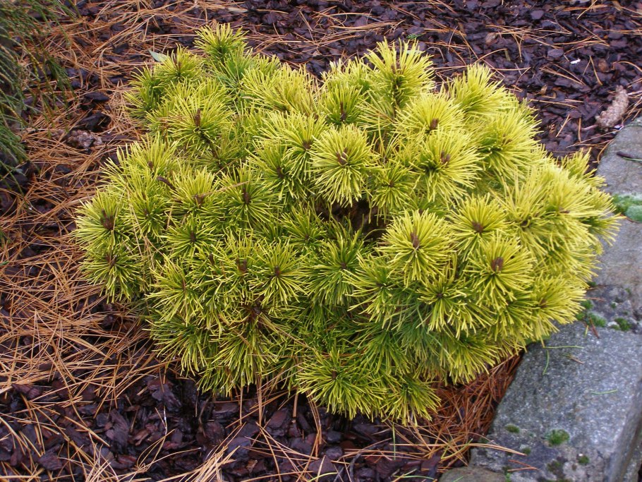 Сосна стланиковая европейская