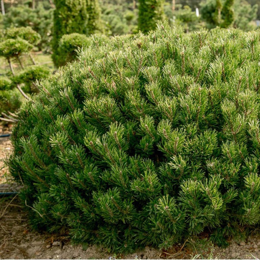 Сосна горная мугус