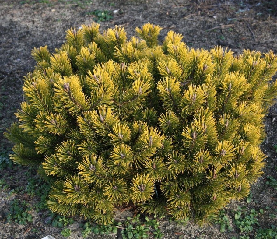 Сосна Муго Гном