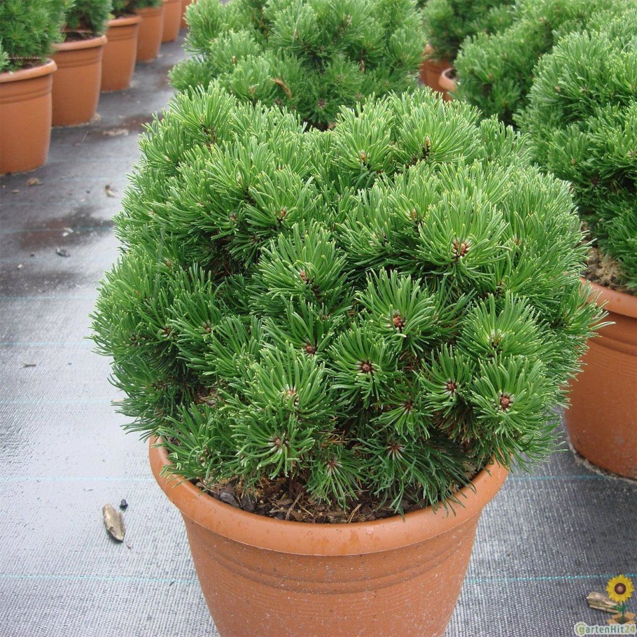 Сосна Муго Литомисл Горная