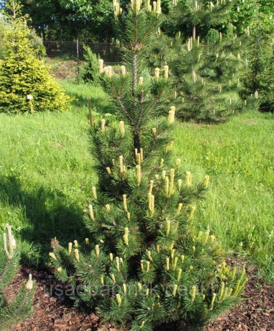 Picea omorika Pimoko