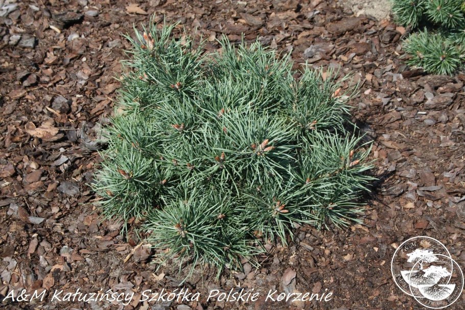 Pinus mugo 'Corley's mat'