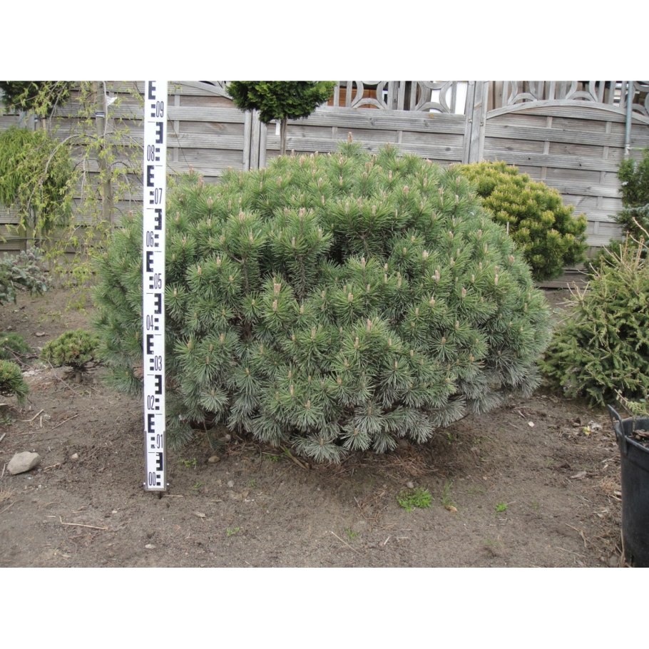 Pinus mugo 'Wintersonne'