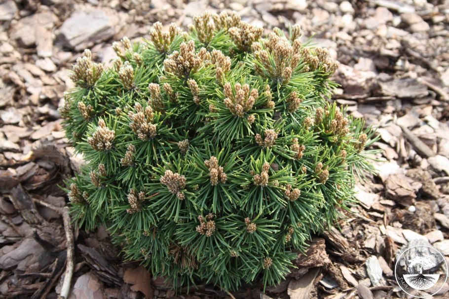 Пикобелла сосна Горная