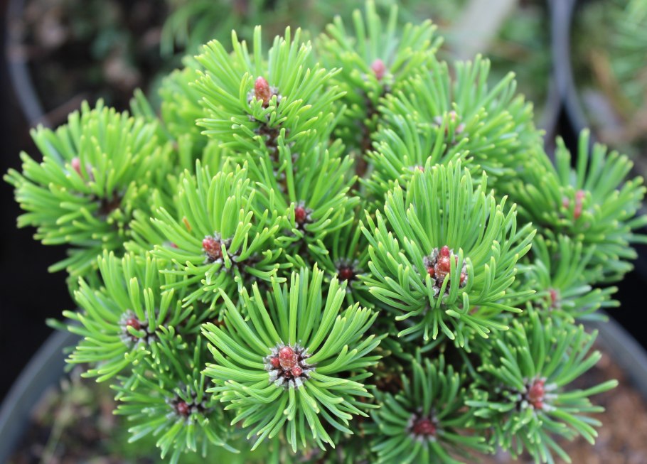 Сосна Горная Пумилио