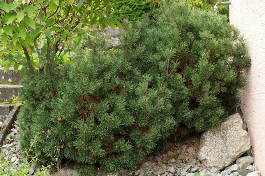 Pinus mugo Picobello