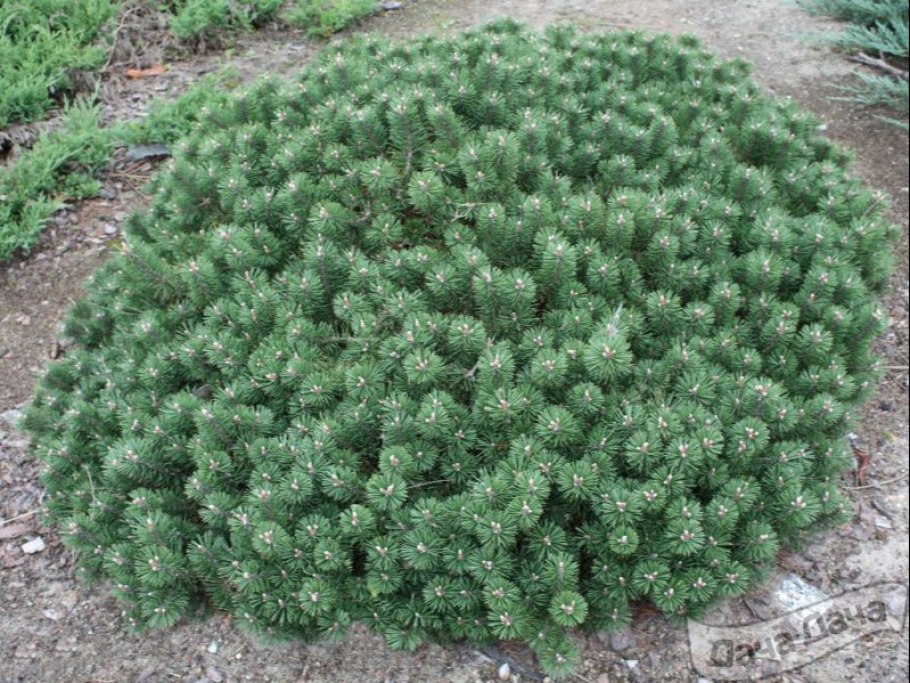 Pinus mugo little Gold Star (pa)