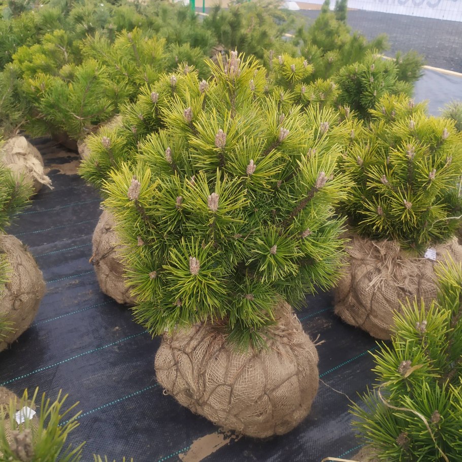 Pinus Sylvestris 'Skjak'