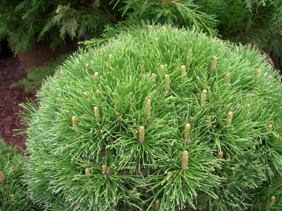 Стелющаяся сосна Горная