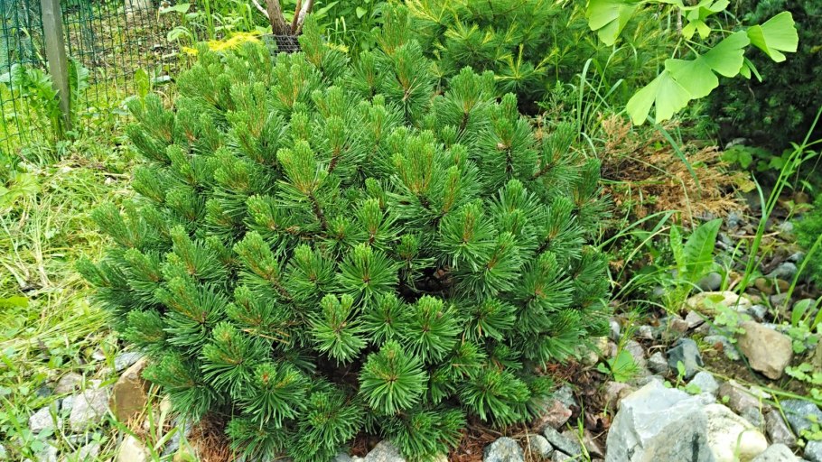 Сосна Горная Pinus mugo &#96;Allgäu&#96;
