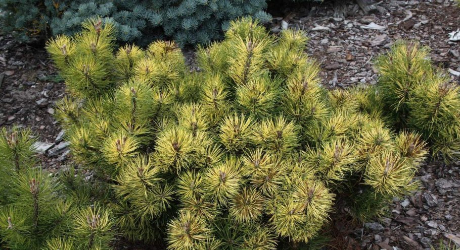 Сосна Горная pumilio