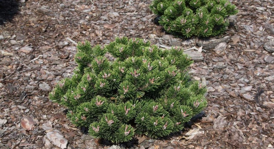 Сосна Горная Милки Вэй