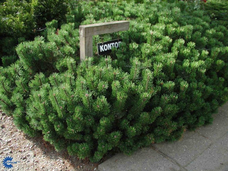 Сосна Горная Якобсен Pinus mugo Jakobsen