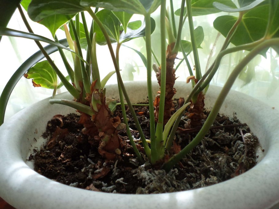 Водный Антуриум