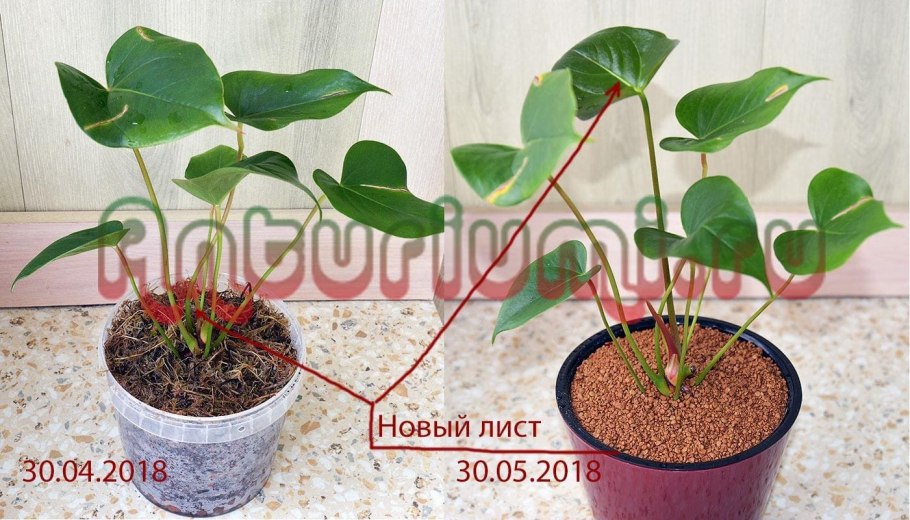 Антуриум с красными листьями