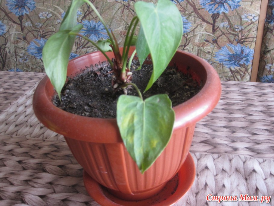 Антуриум омолодить