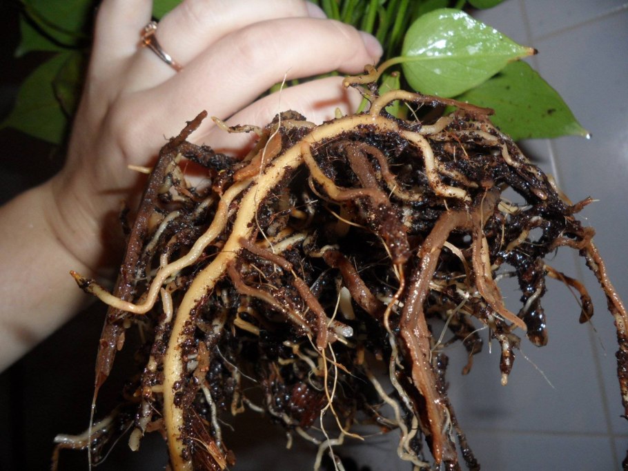 Антуриум переукоренение