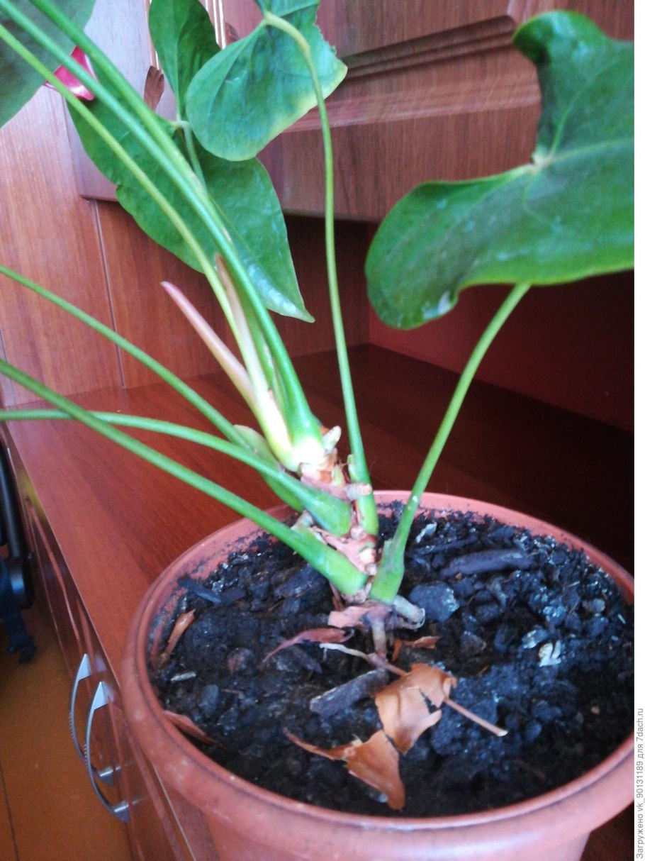 Субстрат для антуриума