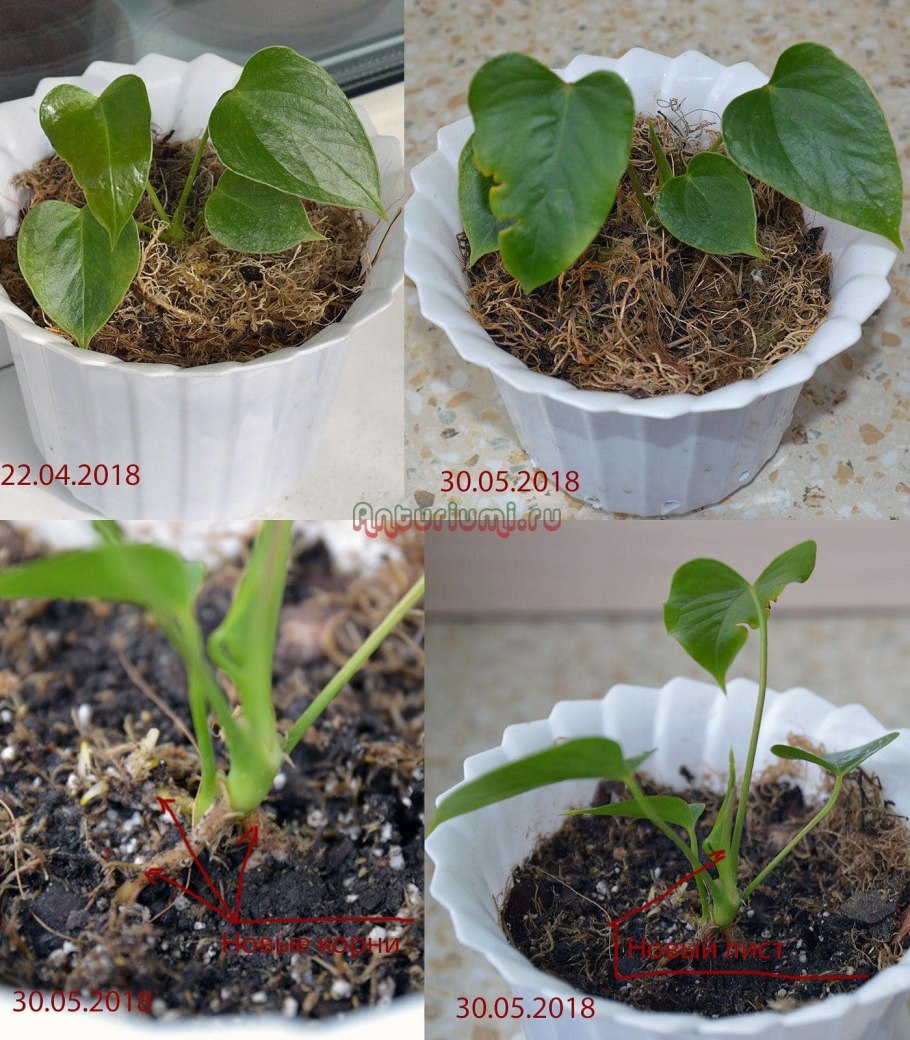 Рассаживание антуриума