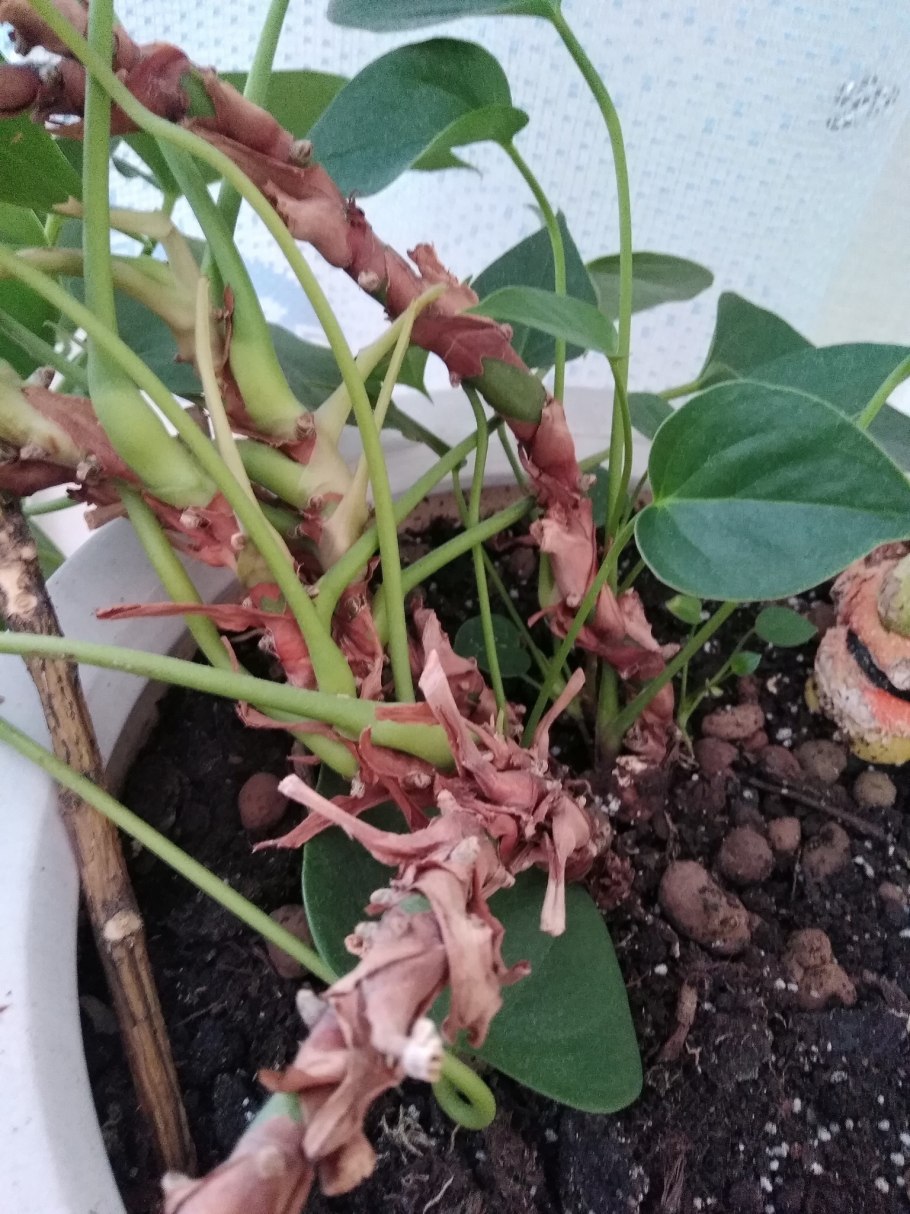 Антуриум корни