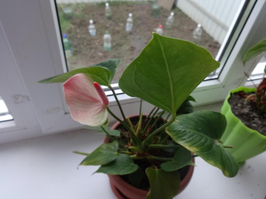 Загнивание корней у антуриума