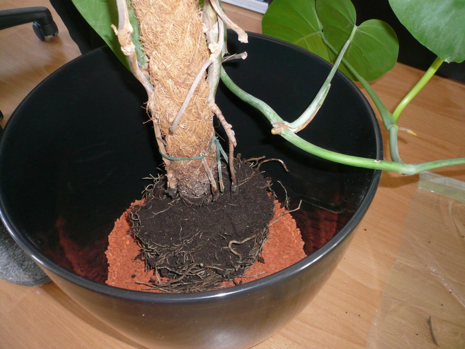 Антуриум Андре рассадить