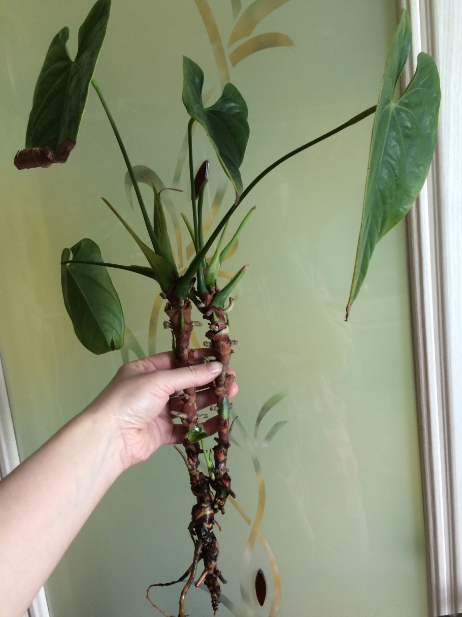 Высаживаем Антуриум