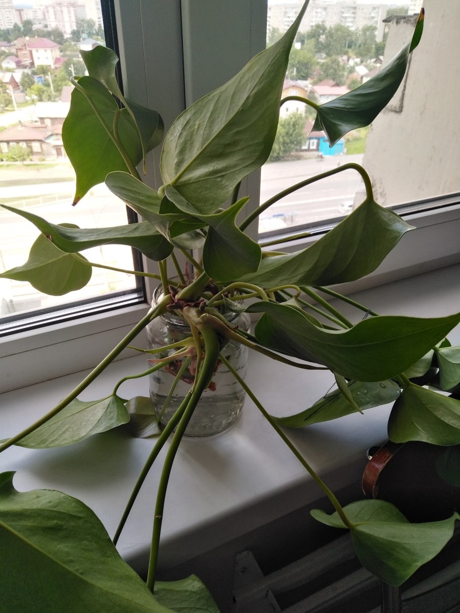 Черенкуем Антуриум