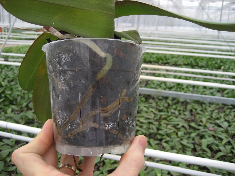 Гниль корней антуриума