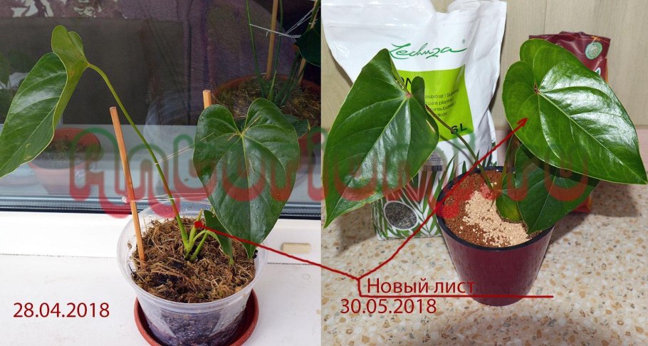 Поддон с Галькой для антуриума'