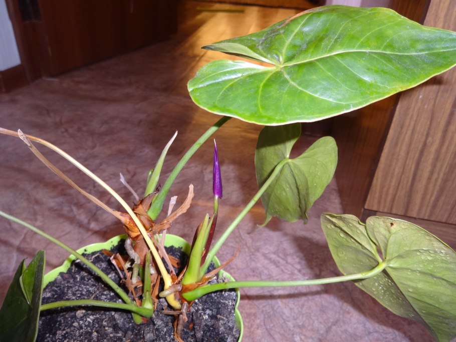 Черенкуем Антуриум