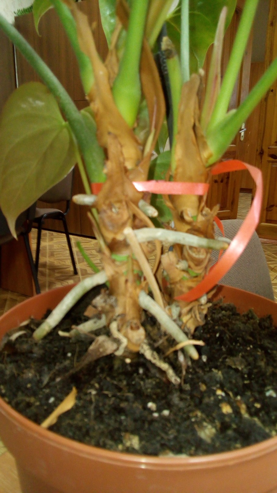 Антуриум Пятирассеченный