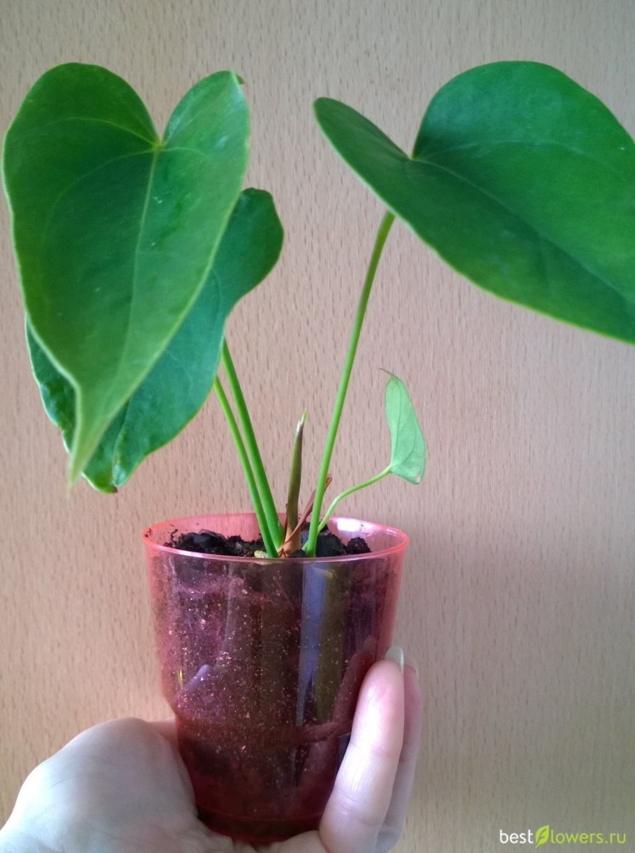 Антуриум маленький Росток