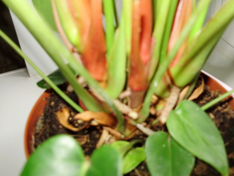 Антуриум пересадка