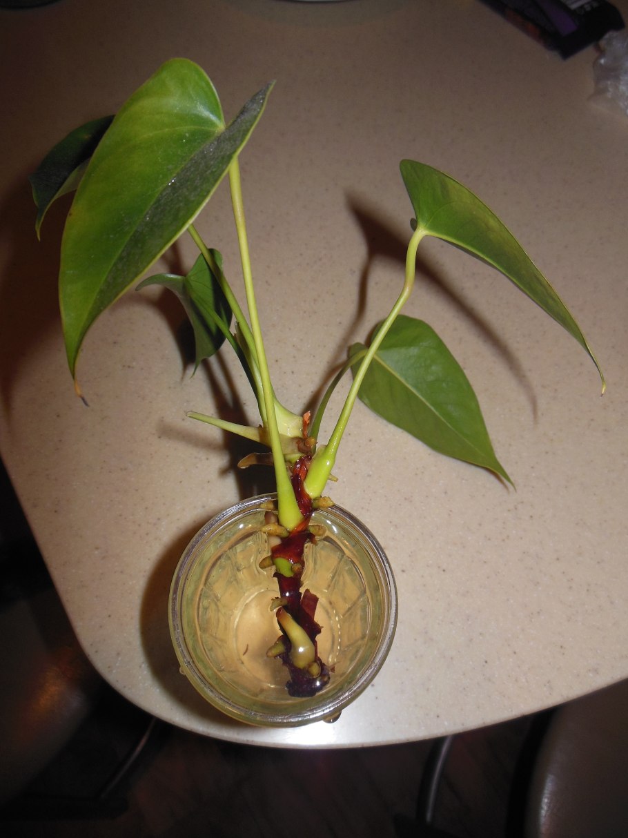 Корневая антуриума