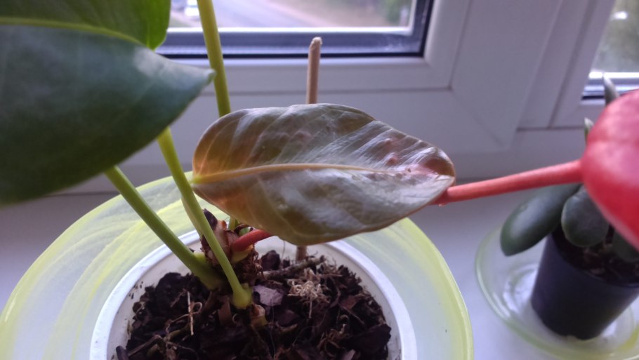 Антуриум росточек