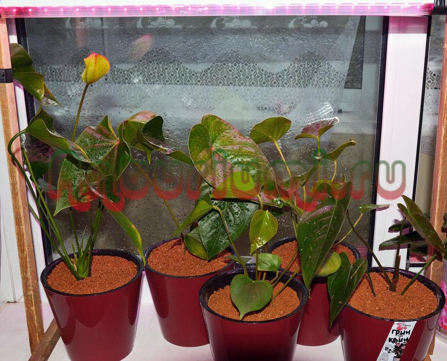 Антуриум пересадка