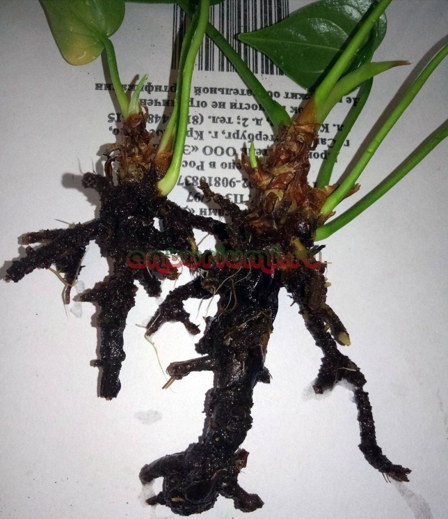 Перевалка Антуриум