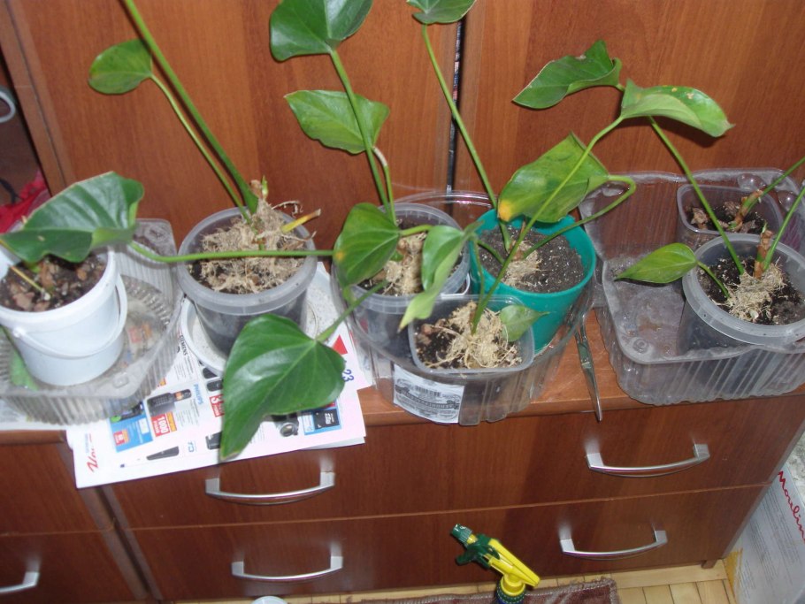 Антуриум делением куста