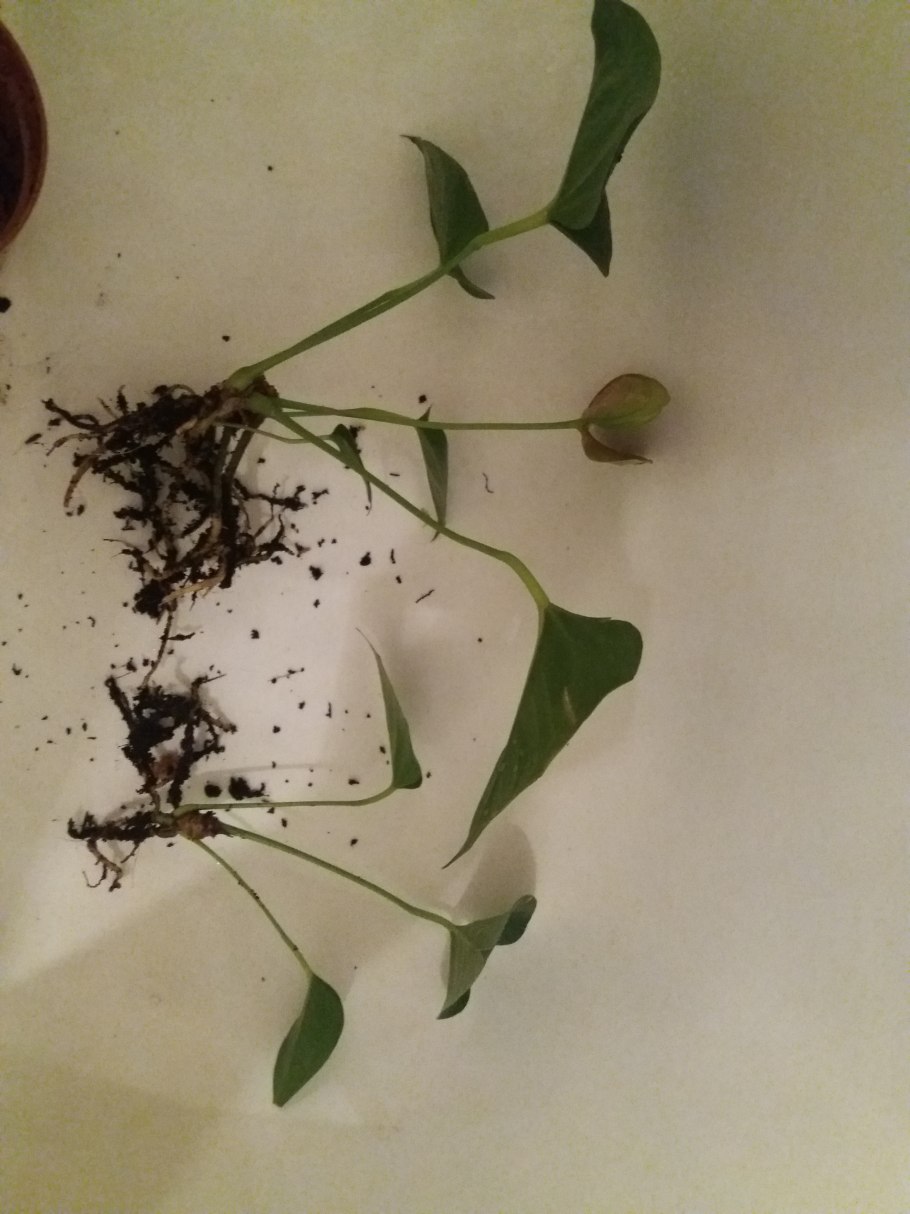 Антуриум корневая система